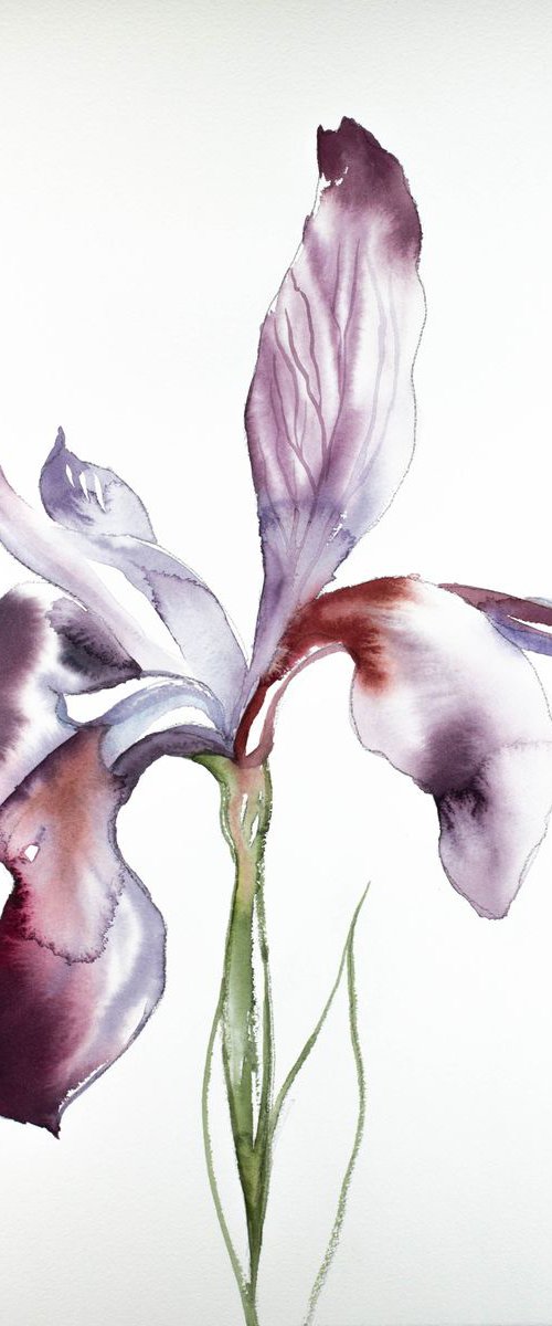 Iris No. 73 by Elizabeth Becker