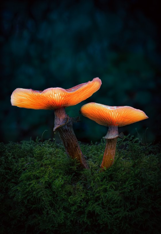 Glowing mushrooms