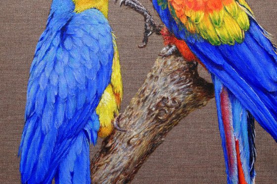 Two Ara parrots in love.