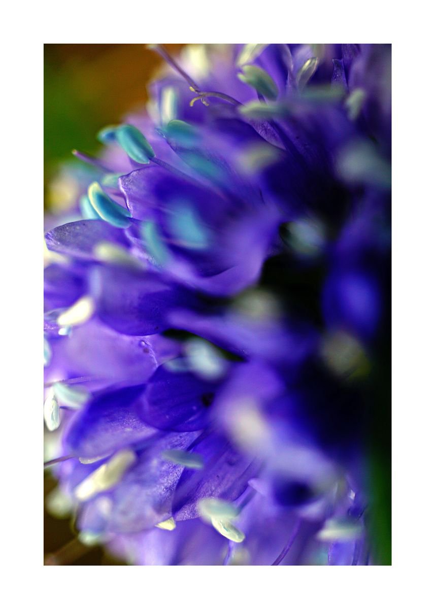 Abstract Pop Color Nature Photography 03 (LIMITED EDITION OF 15) by Richard Vloemans