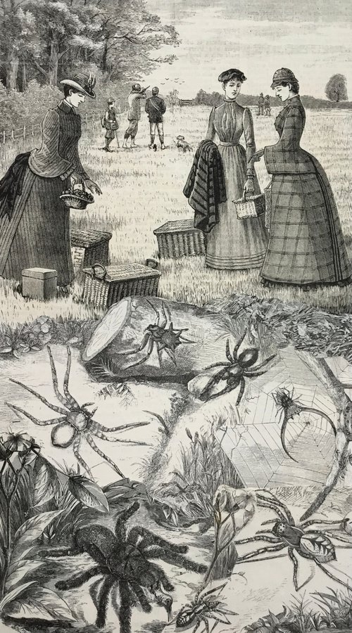 Spider Picnic by Tudor Evans