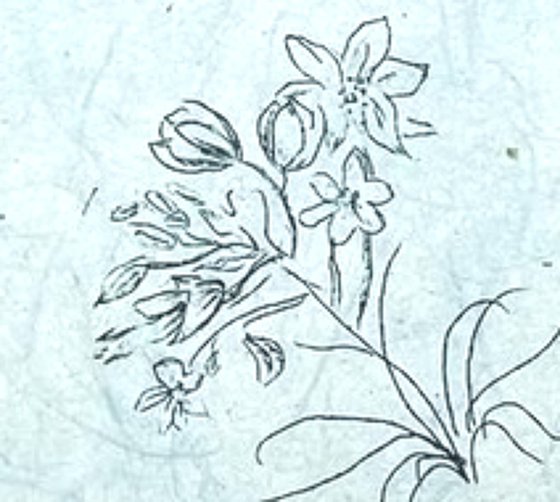 Starflower