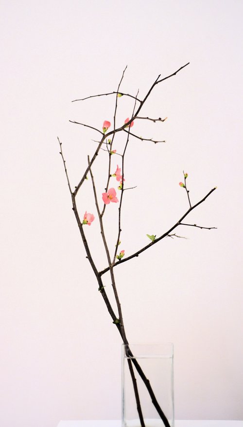 Cherry blossom by Elena Zapassky