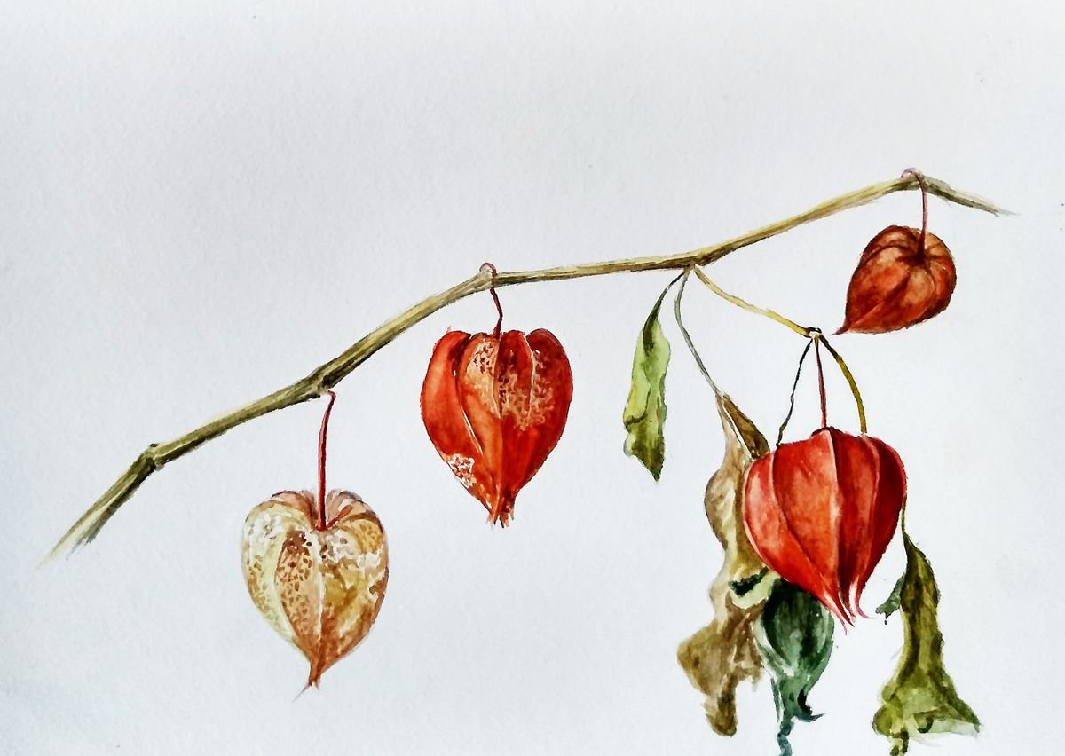 Botanical illustration by Ann Krasikova