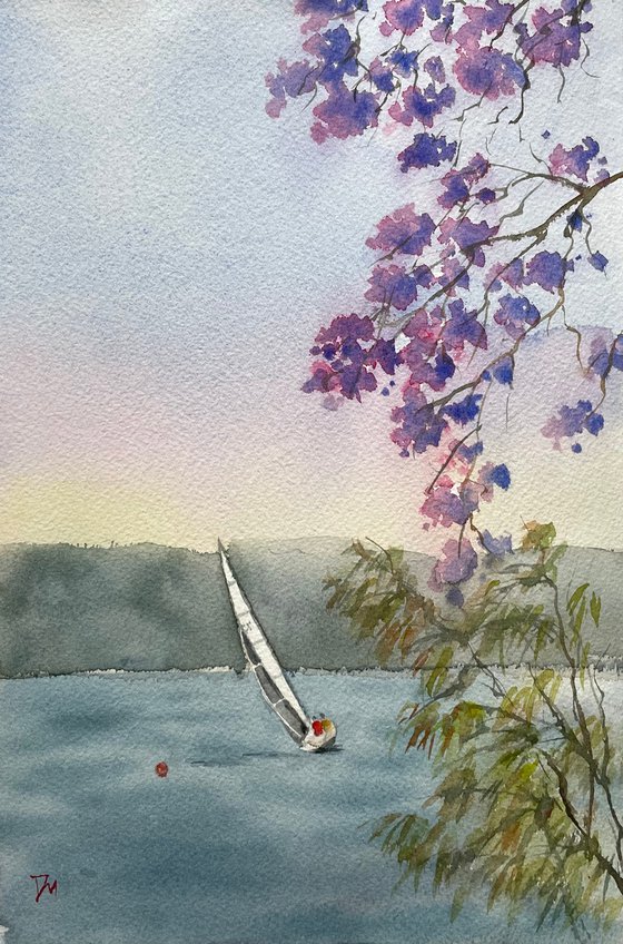 Sailing under jacaranda blossoms