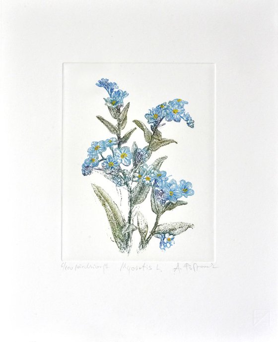 Forget-me-nots, scorpion grasses (Myosotis)