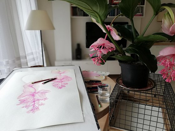 Medinilla I