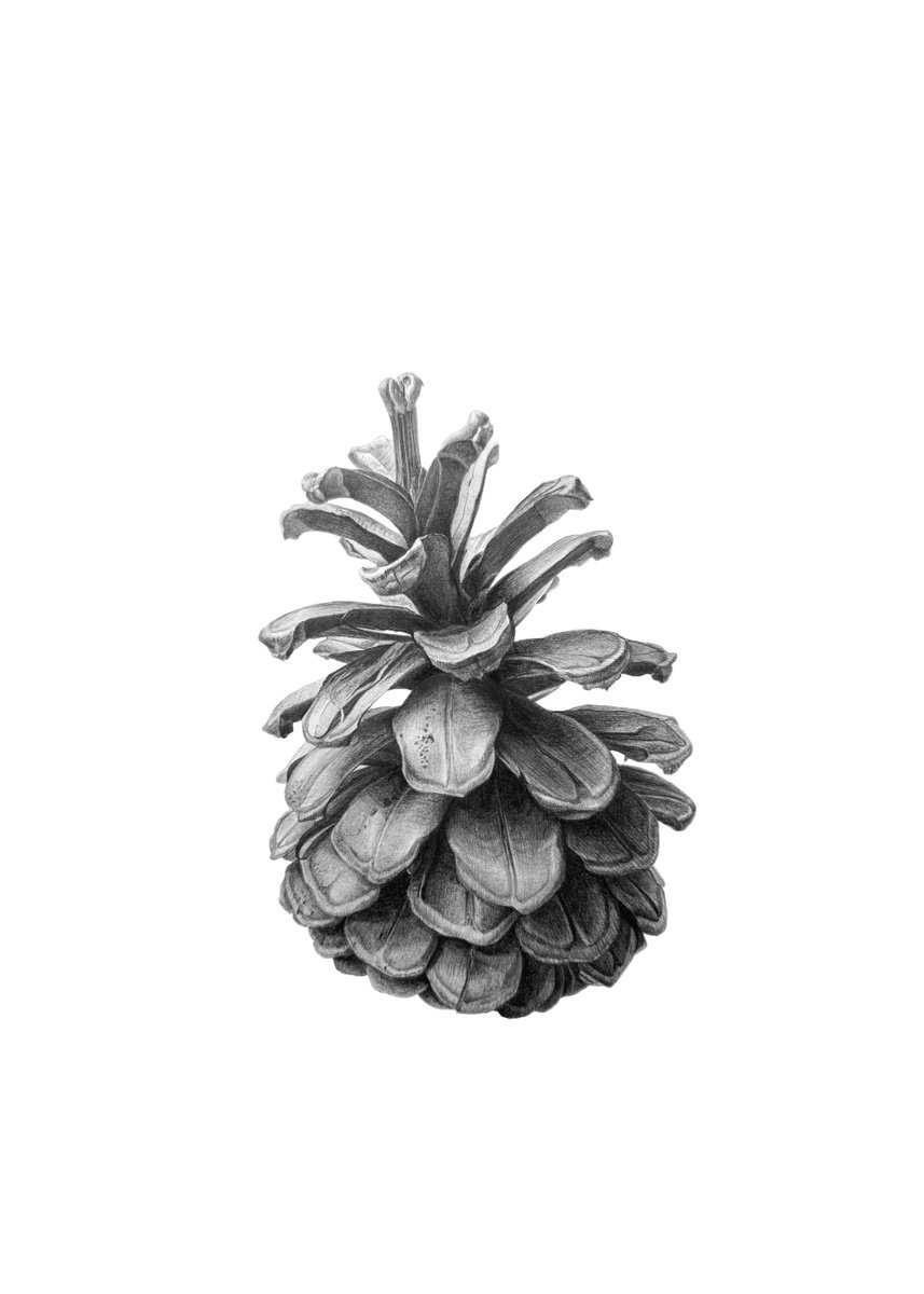 Photorealistic Pencil Drawing , Pine Cone By Yuliia Prokopchuk, 11 X 17, Artwork For Sale On Artfinder