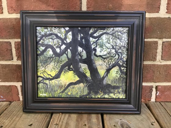 PATRIOT OAK # 2