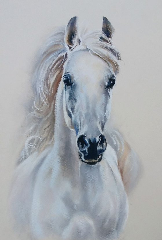 Gray horse