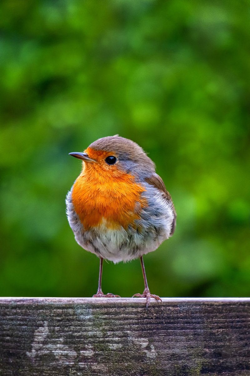 Photorealistic Photograph , Robin Red Breast By Paul Nash, 16 X 24, Artwork For Sale On Artfinder