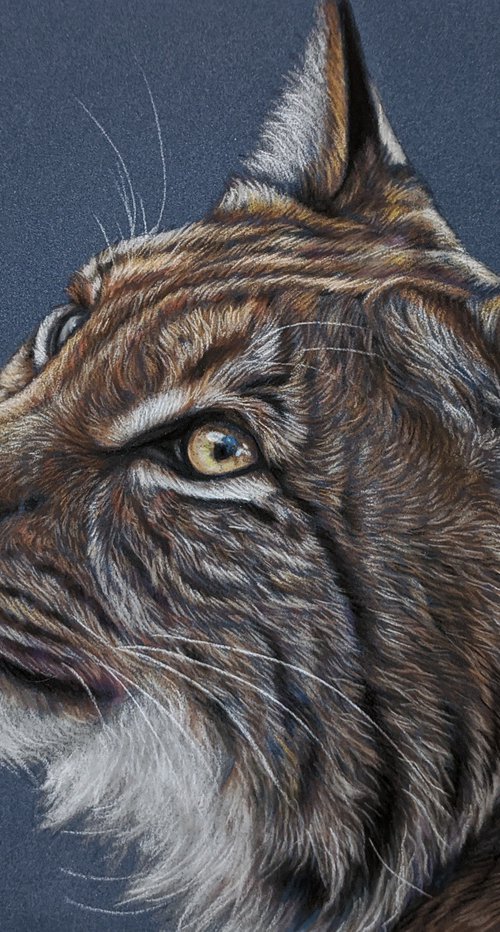 Dreaming lynx by Tatjana Bril