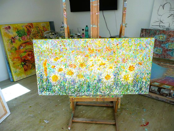 Wild Daisy Meadow 2025