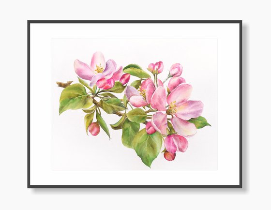 Apple bloosom, watercolor flowers, spring floral painting