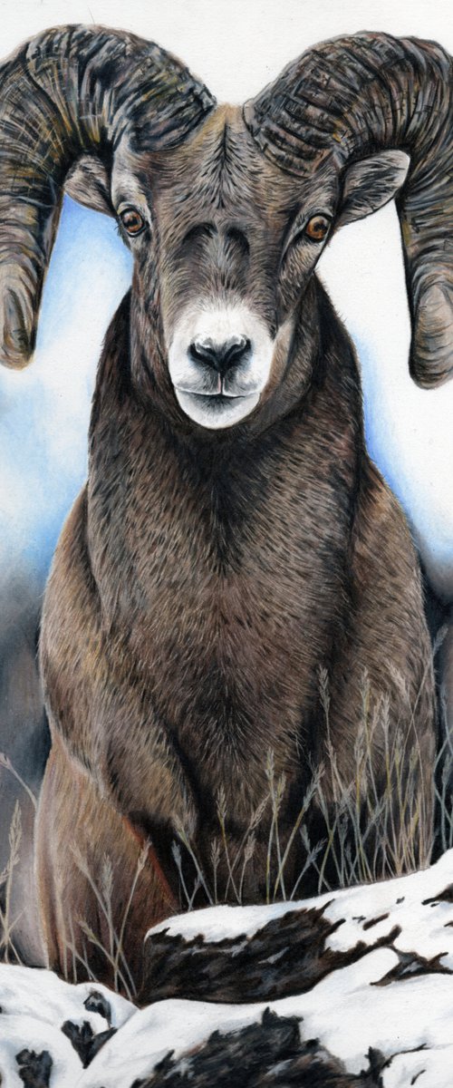 Big Horn Sheep by Gemma Duffield