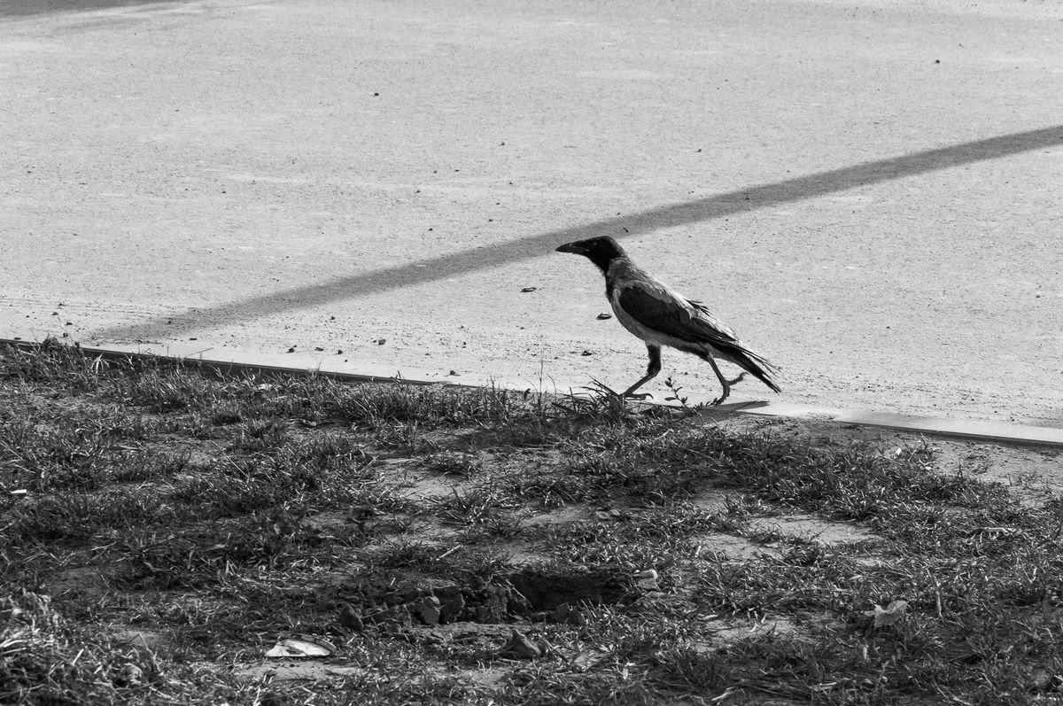 Walking in the triangle (from the Birds set) by Adam Mazek