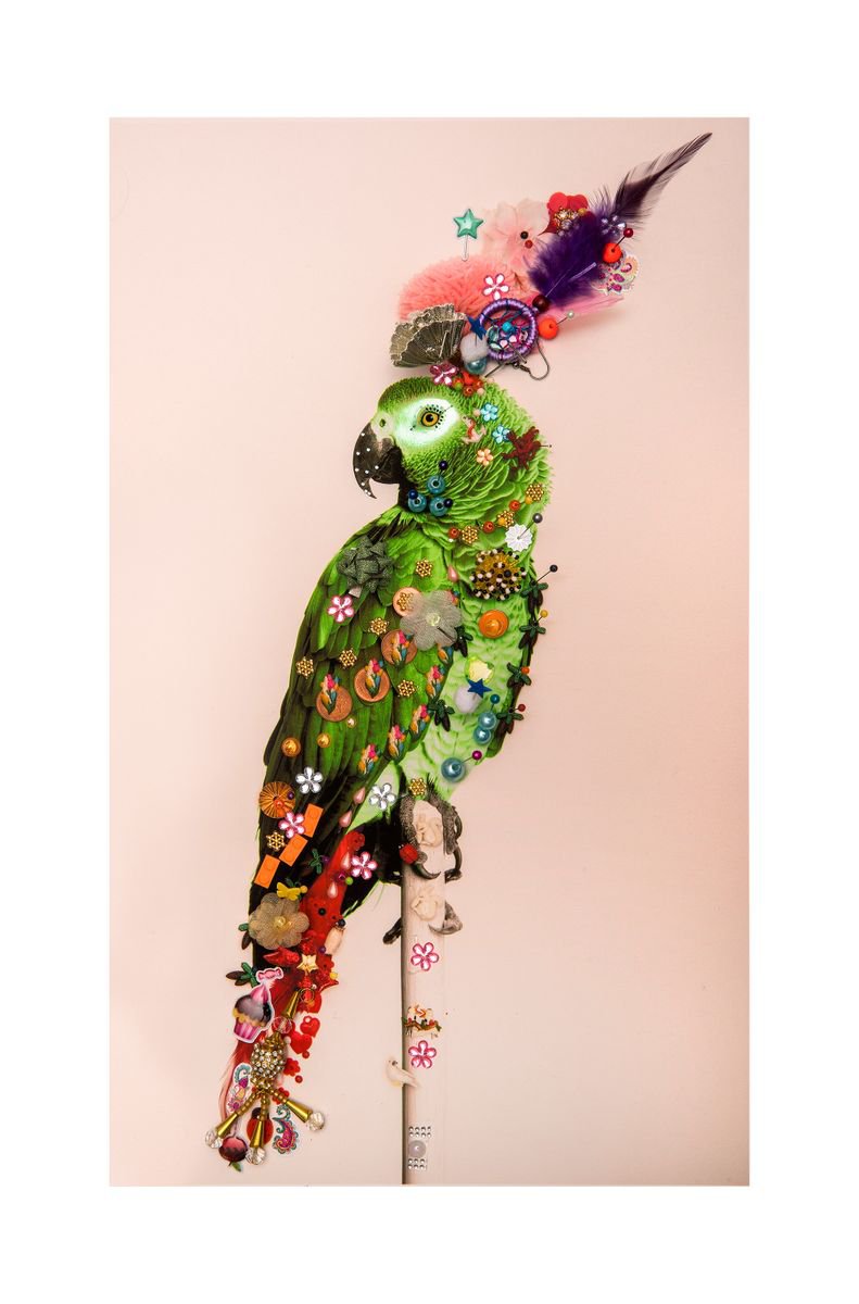 Urban And Pop Animal Photograph By B-Brown & Scheinmann, 22 X 32, P8, Original Artwork