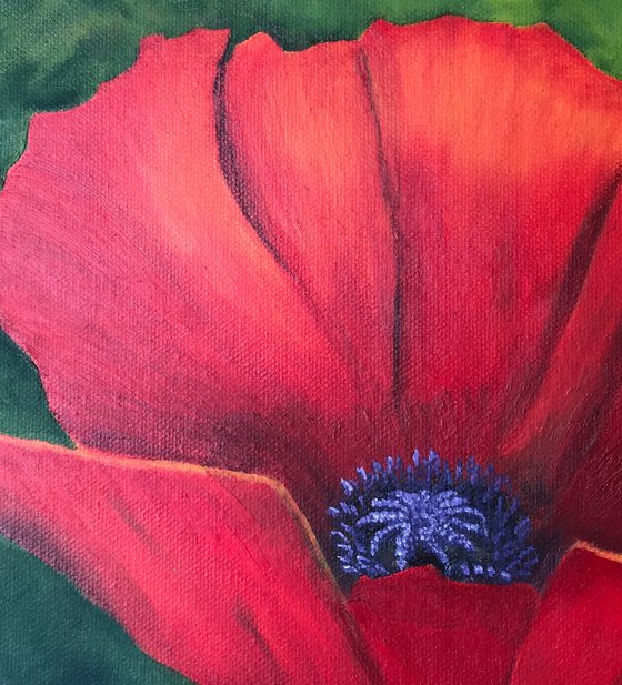 Red Poppy