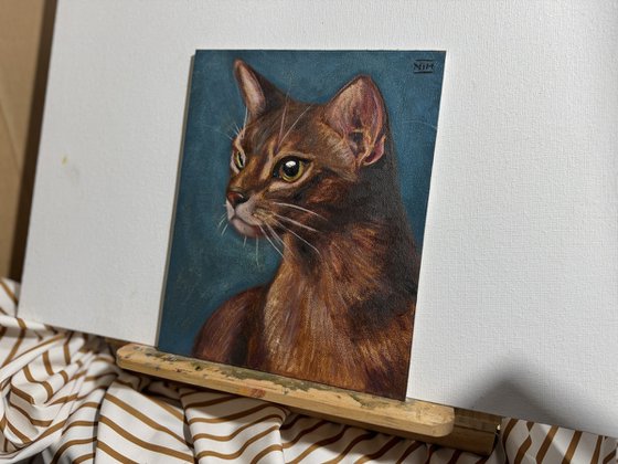Blue Abyssinian Cat