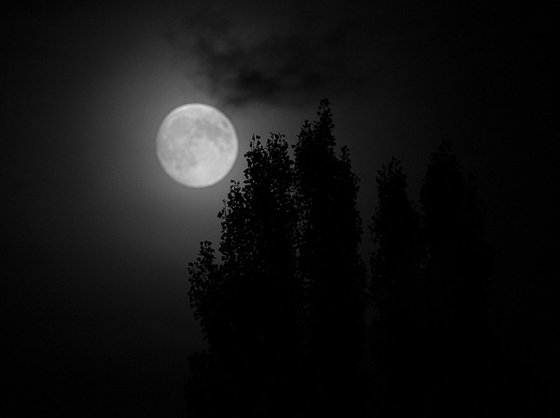 Moon and Tree