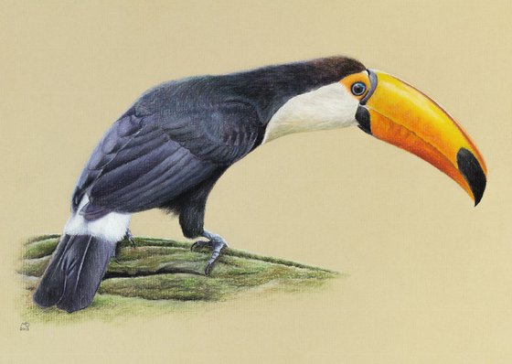 Original pastel drawing "Toco toucan"