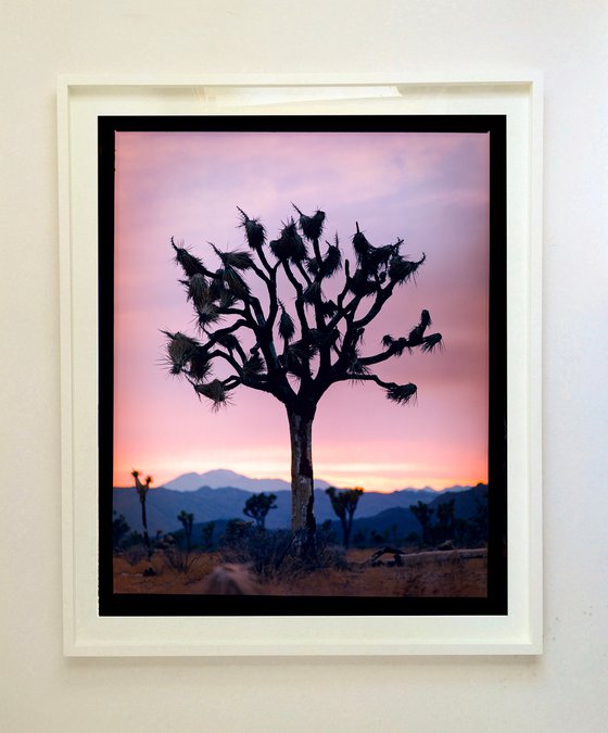 Joshua Tree, Mojave Desert, California