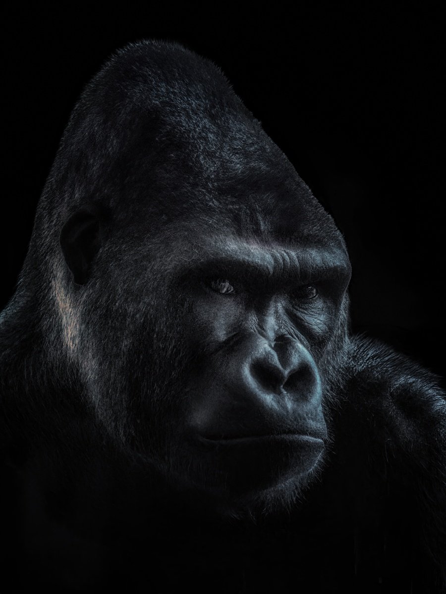 Animal Photograph By Paul Nash, 18 X 24", Glancing Gorilla Portrait, Original Artwork