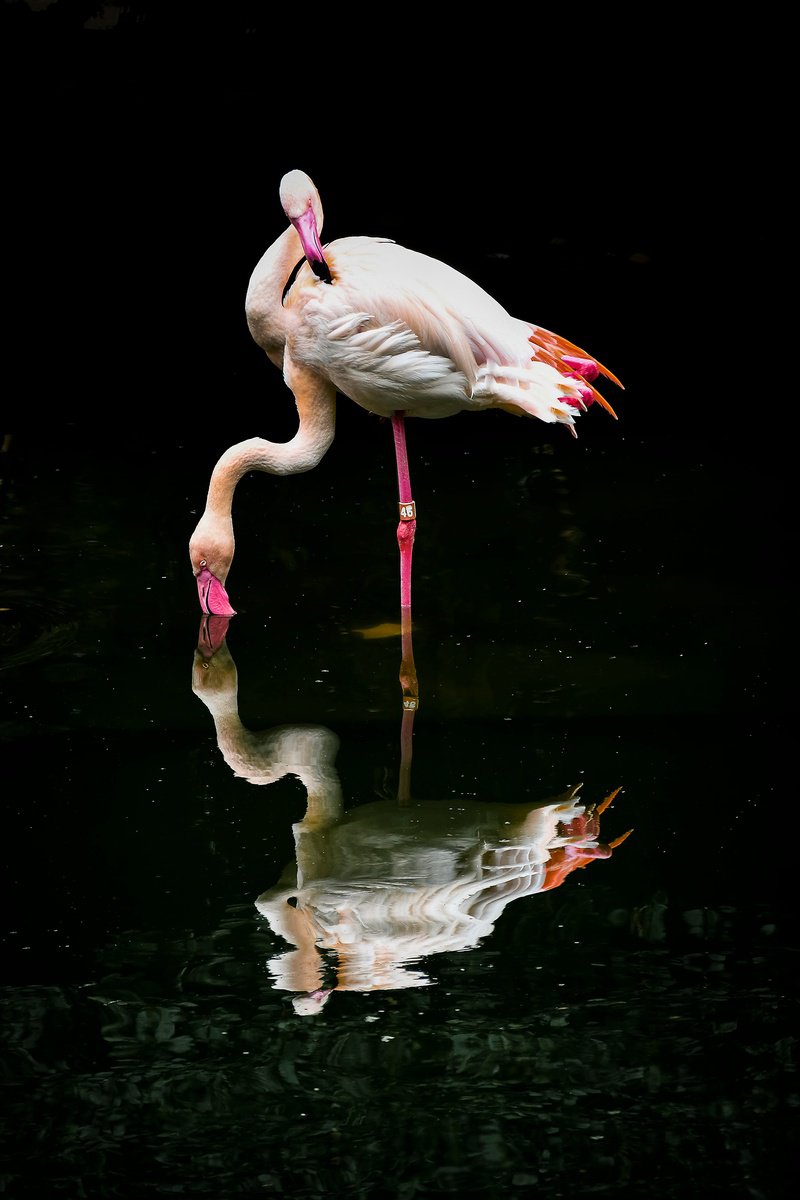 Surrealistic Animal Photograph By Sergio Capuzzimati, 16 X 24", Flamingo, Original Artwork