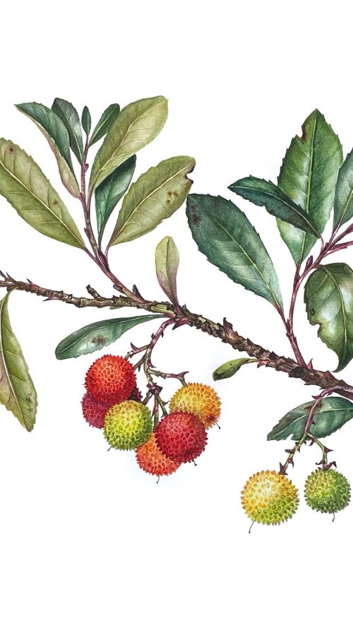 Strawberry tree branch botanical illustration by Ksenia Tikhomirova