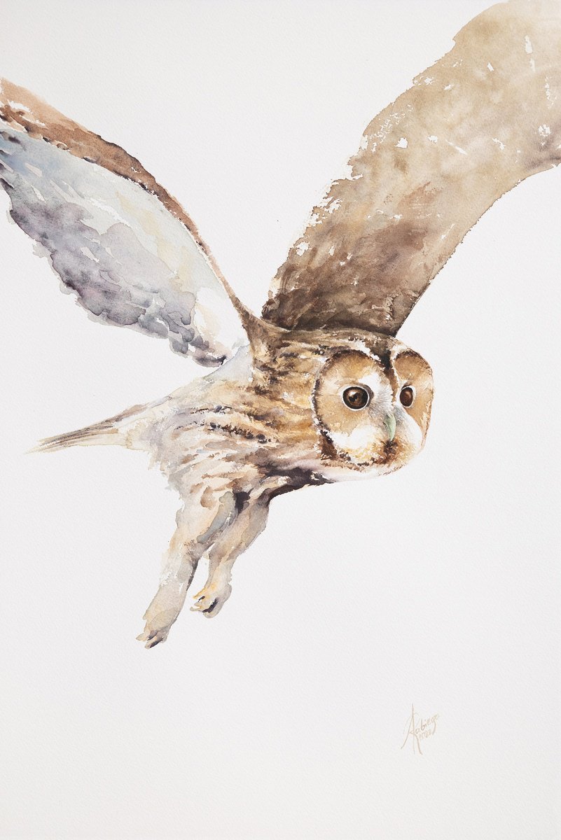 Watercolour , Tawny Owl By Andrzej Rabiega, 15 X 22, Artwork For Sale On Artfinder