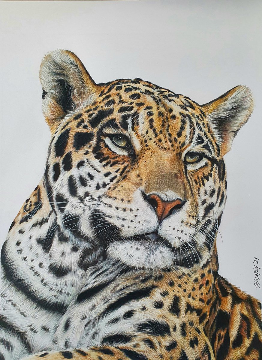 Get in pose Jaguar portrait - ’The last of us’ wildlife-art series no. 1 by Silvia Frei