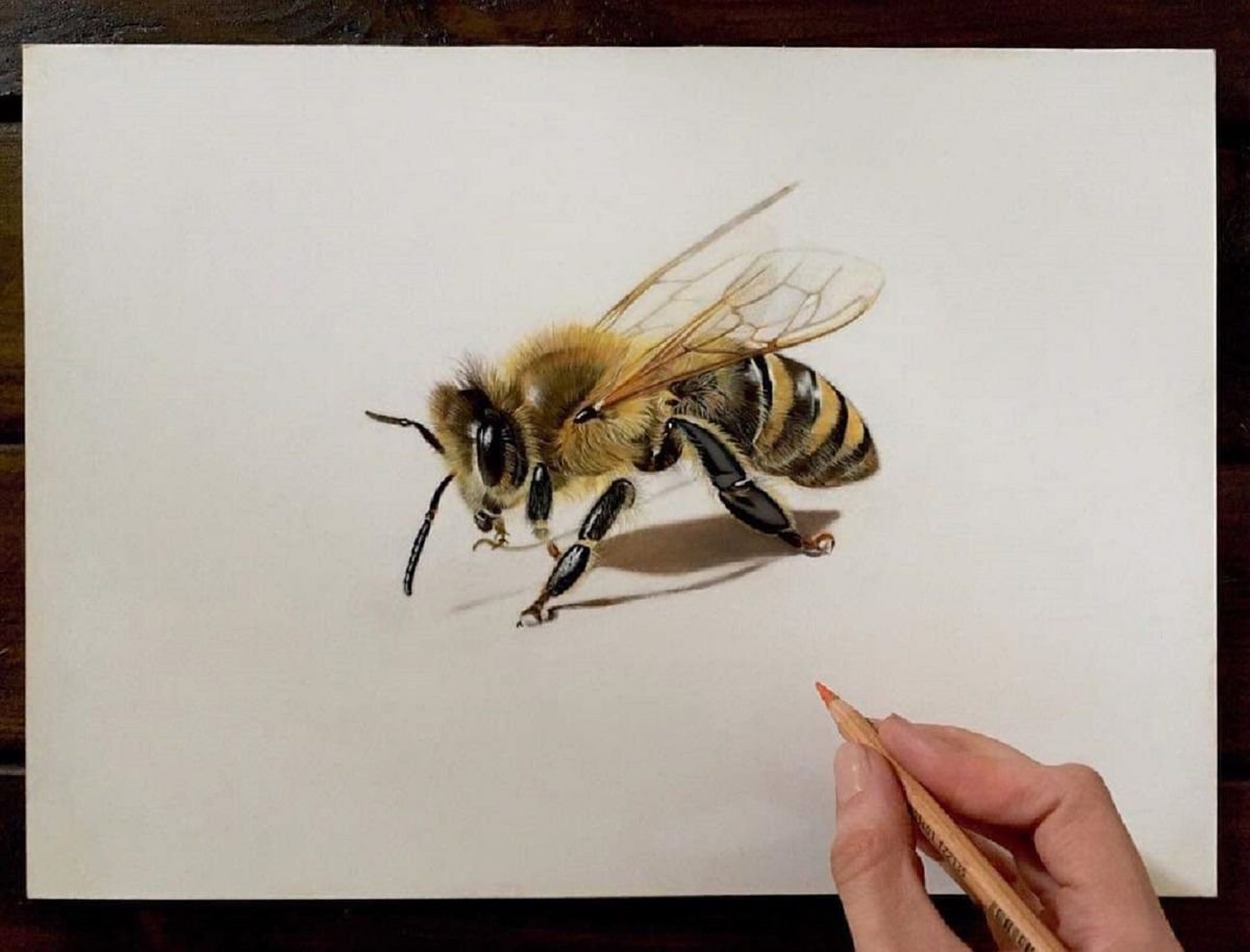 Photorealistic Animal Pastel Drawing By Clare Parkes, 14 X 11, Honeybee, Original Artwork