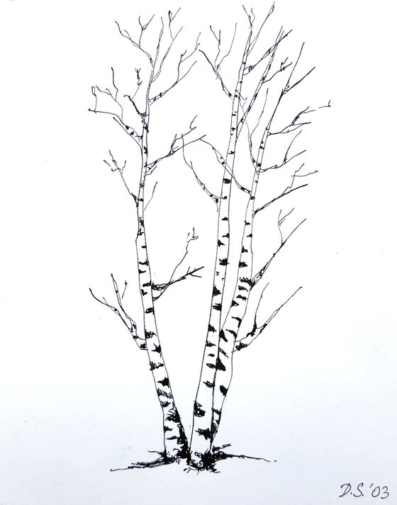 Three Birch Trees
