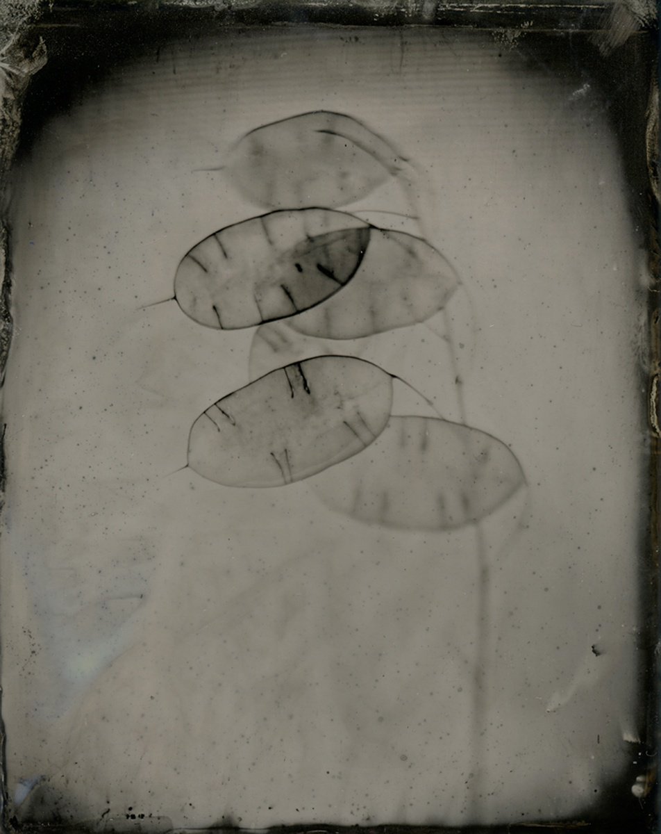 Photorealistic Botanical Photograph By Nicolas Laborie, 16 X 12", Honesty, Original Artwork