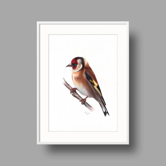 European Goldfinch