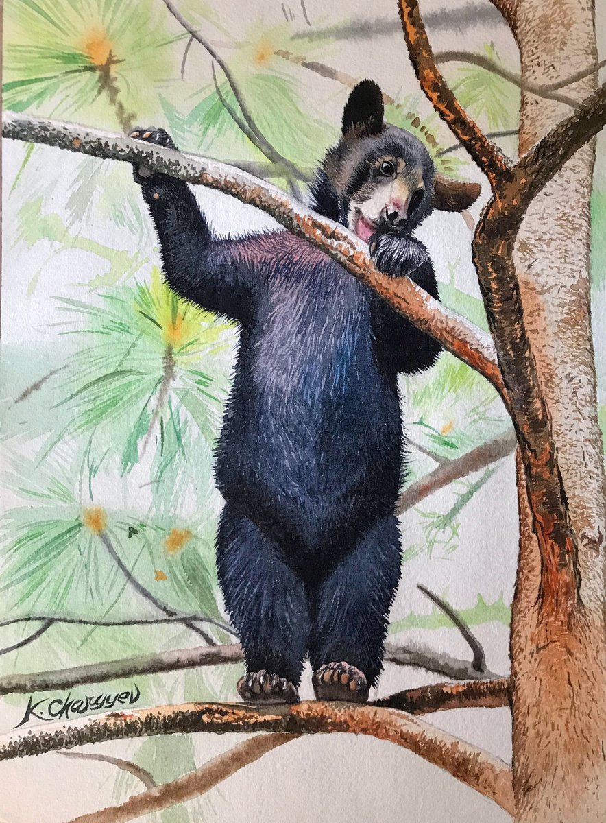 Bear-cub on a branch by Kakajan Charyyev
