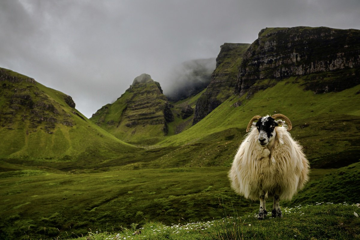 Photograph , The King Of Scotland By Cedric Brion, 17 X 23, Artwork For Sale On Artfinder
