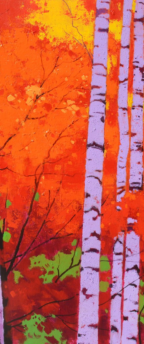 Birch trees forrest 070 by jianzhe chon