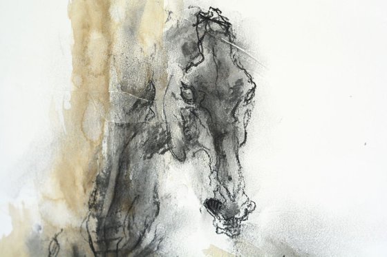 Equine Nude 70t