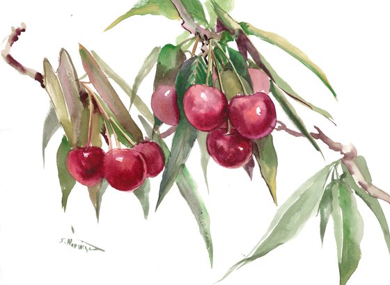 cherries on the tree