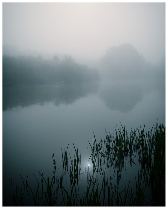 Amongst the Reeds