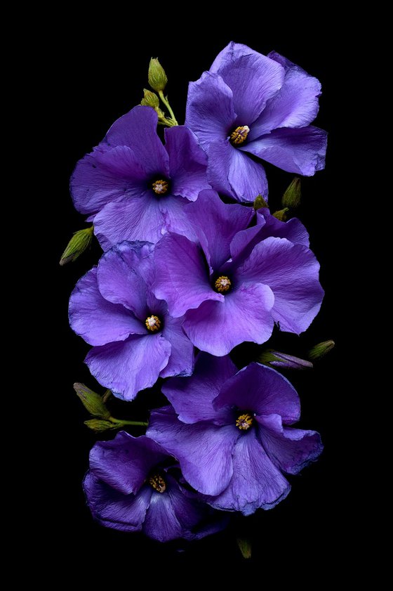 Purple Hibiscus Flowers