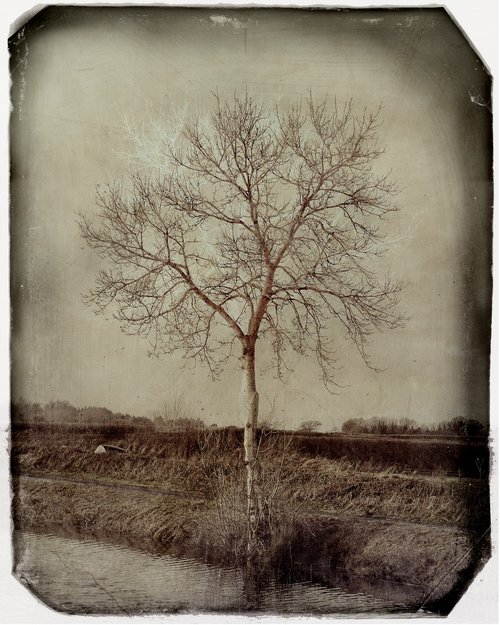 Winter Tree by Louise O'Gorman