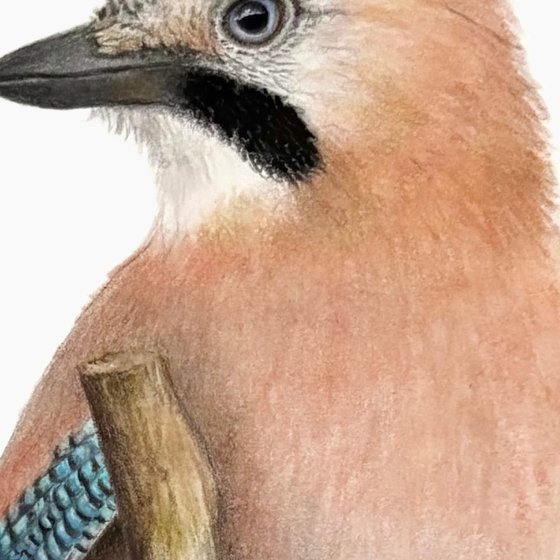 Eurasian Jay