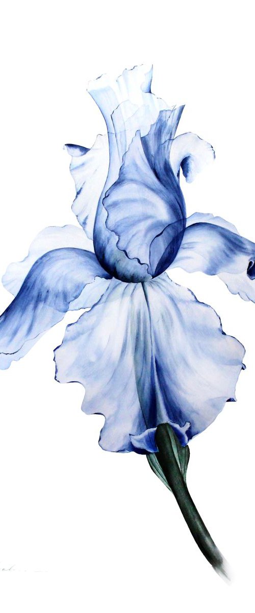 Blue Transparent Iris by Olga Koelsch