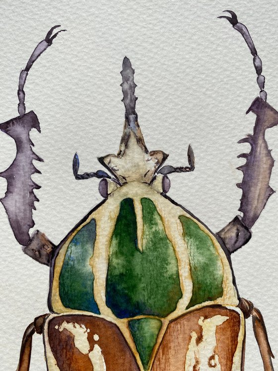 Mecynorhina ugandensis, beetle in the sun's rays in bright yellow, orange, green colour 3