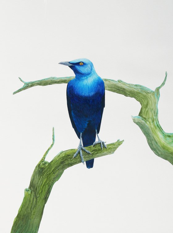 Serious blue bird on branch