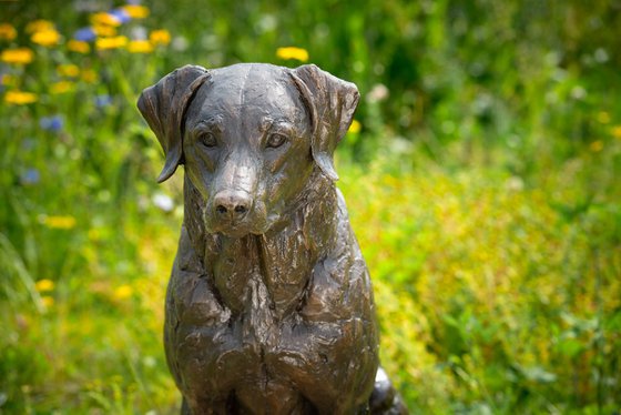 Sitting Sporting Labrador BR