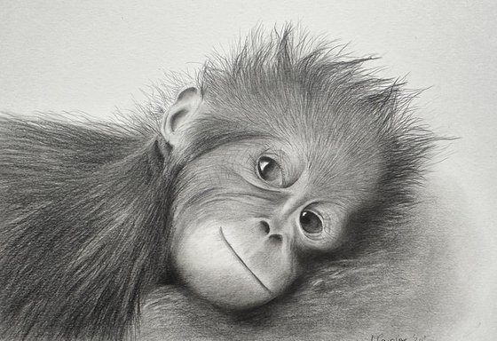 Baby orangutan