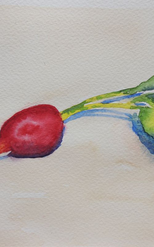 Radish by Krystyna Szczepanowski